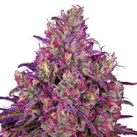 zamnesia seed|Buy Weed Seeds 